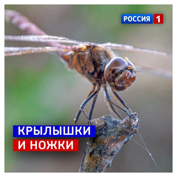 2 сентября, среда. Сегодня День свободного ветра в крыльях