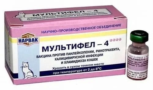 Кошатники массово жалуются на российскую вакцину «Мультифел» — после прививок питомцы болеют, впадают в кому и умирают, сообщают СМИ