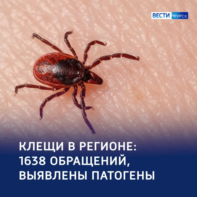 Тихая опасность: в регионе более 400 клещей с патогенами