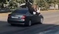 Полиция Курска проверит видео с девушками, высунувшимися из окна машины