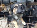 Мэр Курска Евгений Маслов ответил зоозащитникам по поводу отлова собак