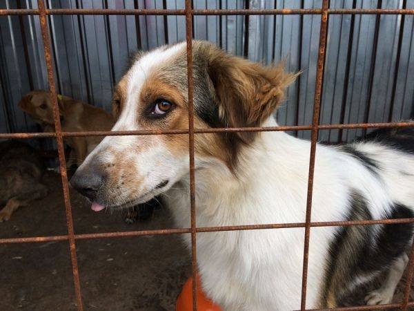 Зоозащитники пригласили мэра Курска Маслова в собачий приют