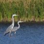 В Курской области у водоёма заметили пернатую компанию