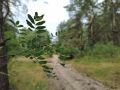 В Курской области 9 сентября ожидается до +25 градусов
