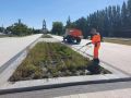 В Курске в парке Патриот высадят новые деревья и пересадят клены
