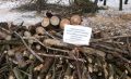 В Курской области утвердят объём заготовки древесины для собственных нужд