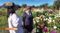 Жительница Дмитриева вырастила на участке настоящий райский сад