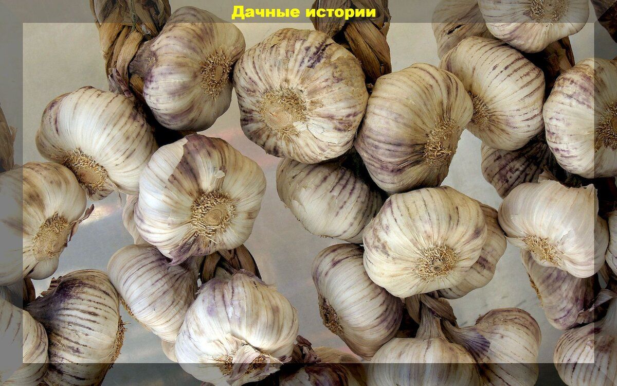 Как правильно хранить чеснок, чтобы он не испортился за год
