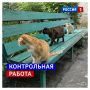 14 сентября, понедельник. Посмотрите, как хвостатые контролируют двор