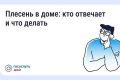 Как избавиться от плесени в квартире: советы для брянцев