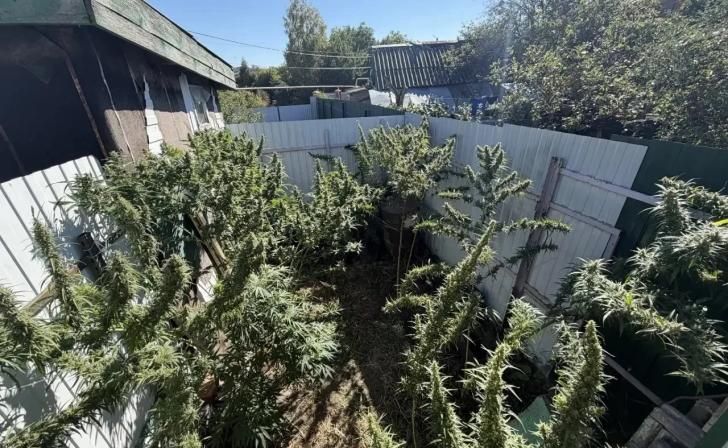 В Курском районе обнаружили грядку с коноплей