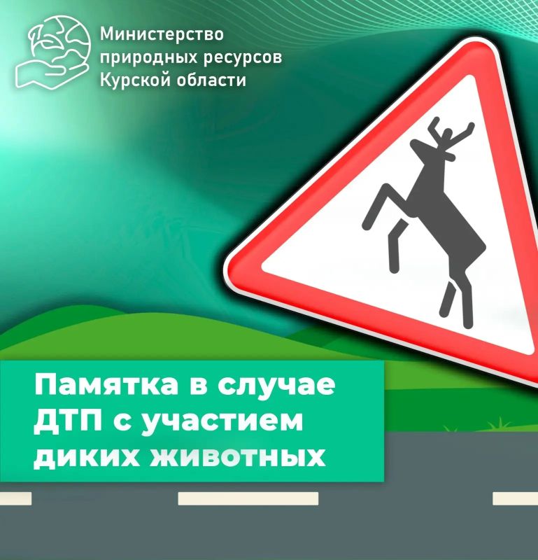 Во избежание столкновений с диким животным необходимо быть крайне осторожными, соблюдать скоростной режим в целом, но особенно на участках дорог, расположенных рядом с лесом и в зоне действия специальных дорожных знаков 1.27...