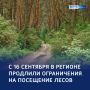 Без огня — среди деревьев: в регионе продолжает действовать особый противопожарный режим