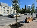 Главную улицу Курска украсили липами