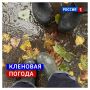 18 сентября, пятница. Сегодня День кленового листа и День отмочки хвостов