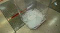 В Курской области начался основной период голосования на выборах депутатов Государственной и Курской областной Дум