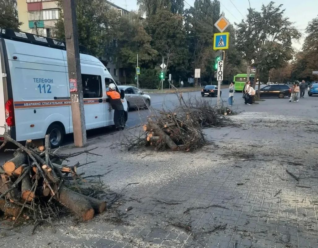 Спасатели Курска продолжают убирать аварийные деревья