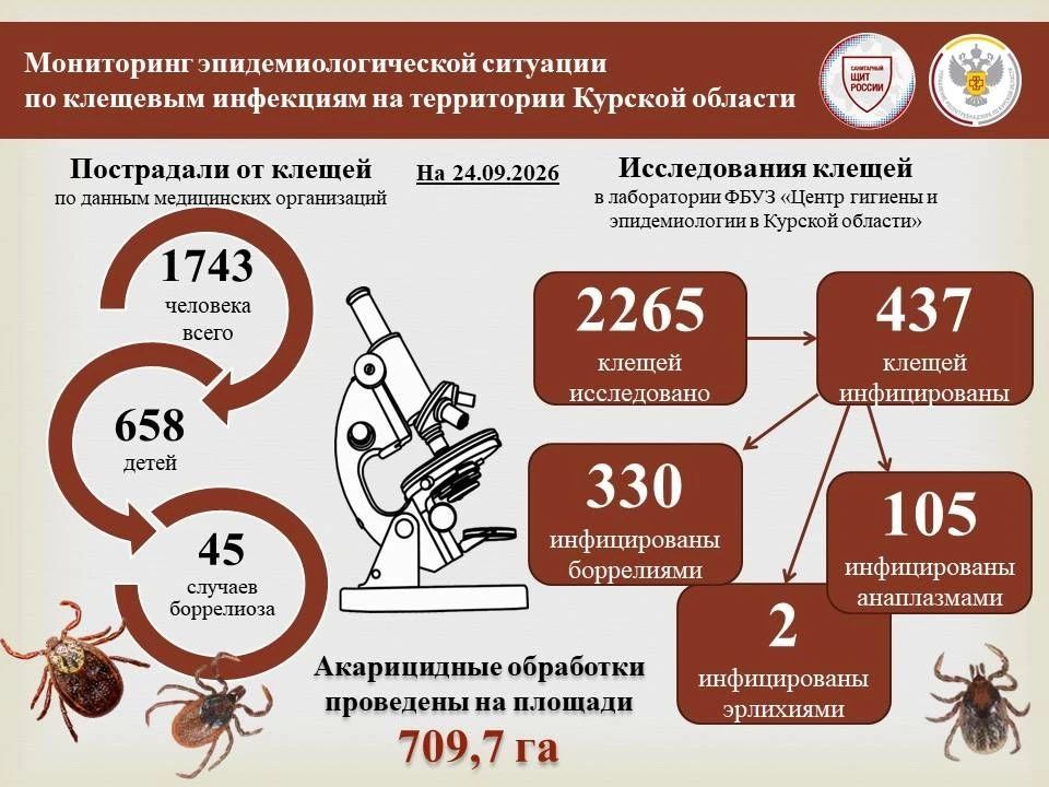 Клещи еще не всё: в Курской области количество выявленных случаев боррелиоза выросло до 45