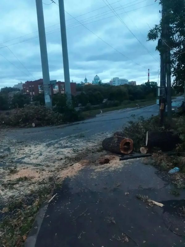 В Курске из-за сильного ветра упали 12 деревьев, повреждены машины