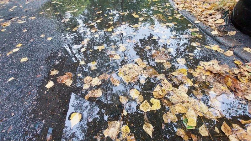 Погода в выходные в Курской области: воскресный дождь и до +20