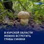 Синий гриб из Красной книги: в курской «Жидеевской даче» нашли редкий гиропор