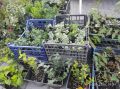 Курские лесники осваивают новые технологии выращивания растений