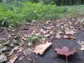 Доброе утро, друзья! Новая неделя приносит в соловьиный край осеннюю прохладу, +17 градусов ожидается сегодня днем, + 10 ночью