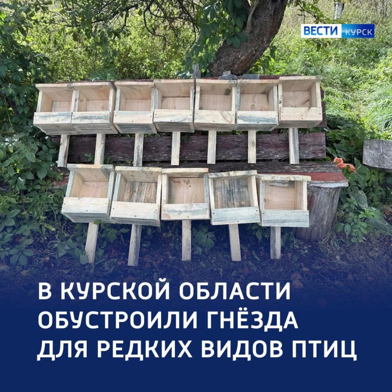 Новые дома для пернатых хищников