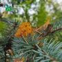Доброе утро!. Синоптики прогнозируют на сегодня переменную облачность, +17°C, дождя не обещают, ночью термометры покажут +9°C