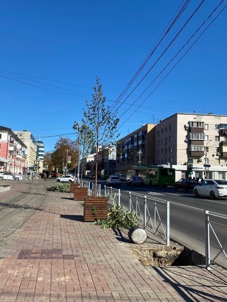В Курске на улице Ленина высаживают липы