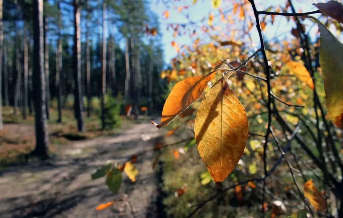 Доброе утро!. Сегодня, в пятницу, 2 октября, по прогнозу регионального отделения МЧС в Курской области переменная облачность