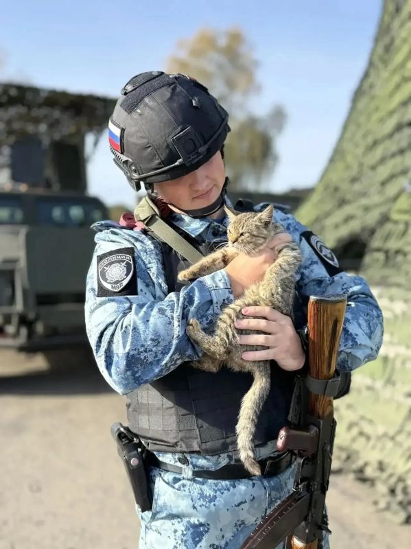 В Курском районе котенок по кличке Тигр стал напарником полицейских