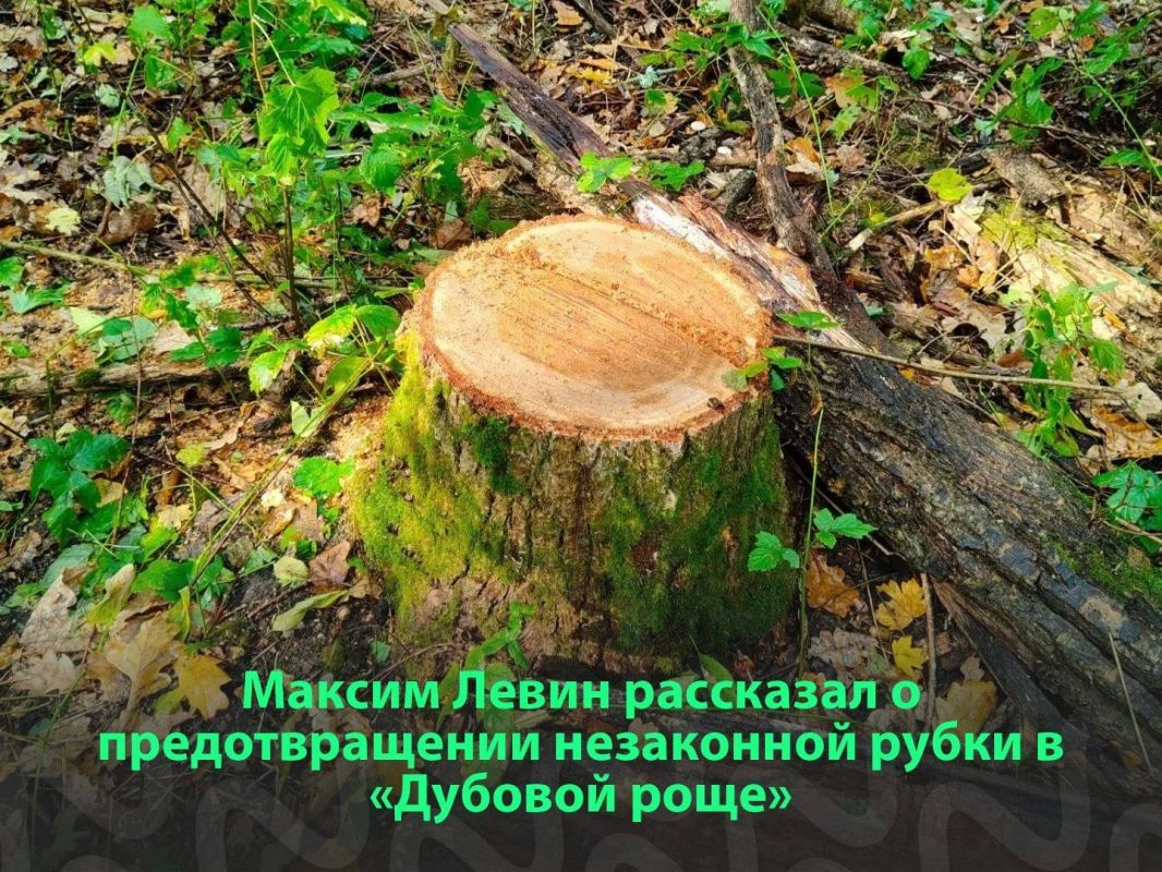 Во Льгове предотвратили незаконную рубку в природном парке «Дубовая роща»