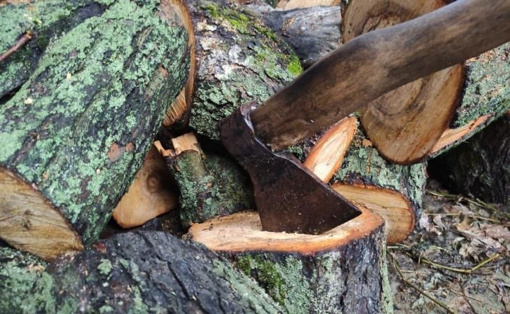 Во Льгове поймали с поличным незаконных порубщиков в парке «Дубовая роща»