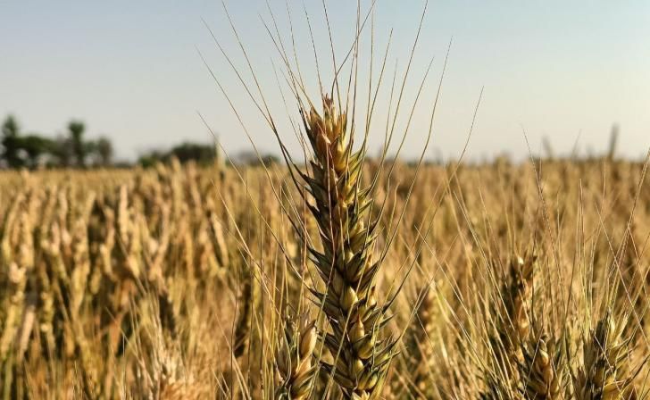 В Курской области объём сельхозпродукции достиг 245,9 млрд рублей