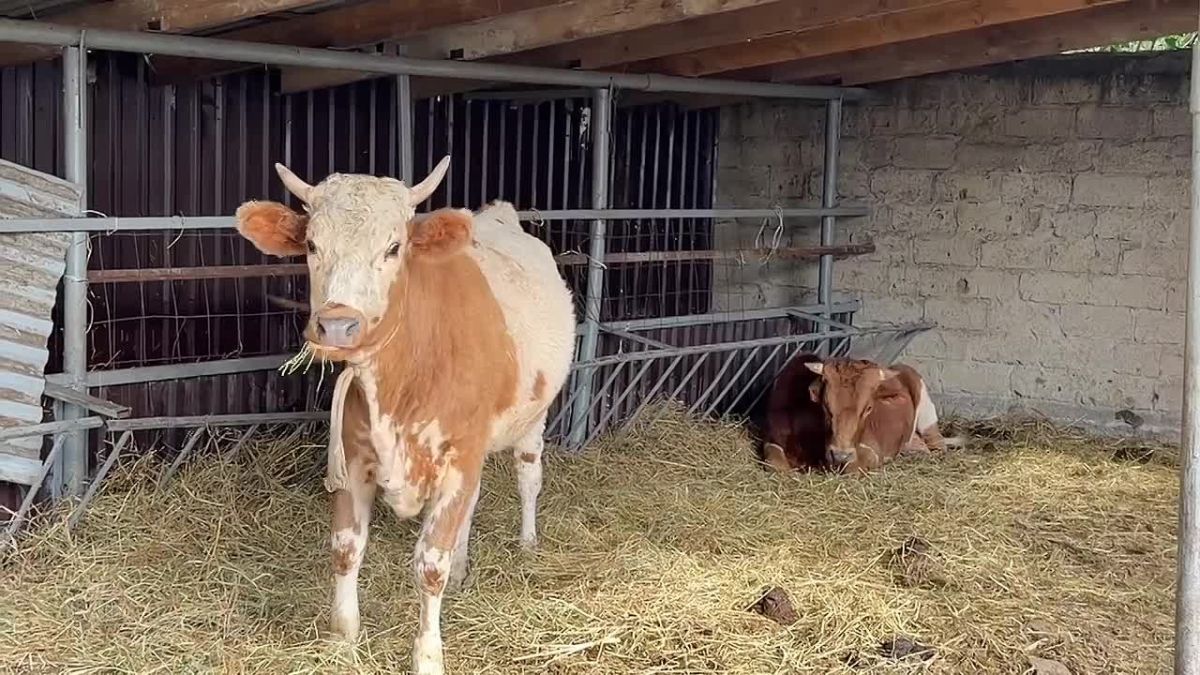 В Сунже на штрафстоянку доставлены 2 головы скотины