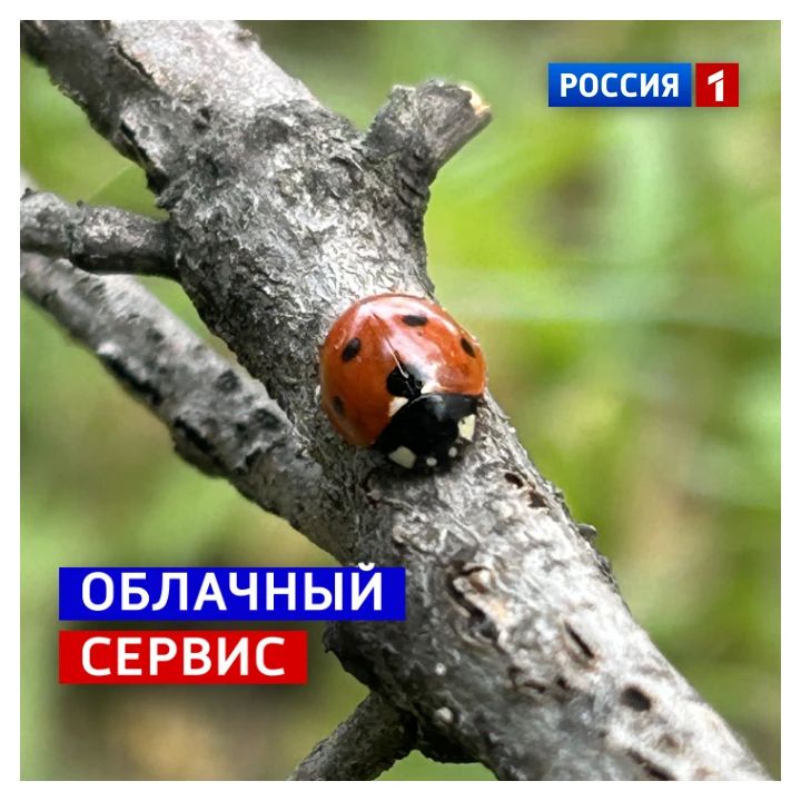 9 октября, пятница. Помните детство? «Полети на небо, принеси нам хлеба»? Весело, но поговорим о профессиональной доставке сообщений