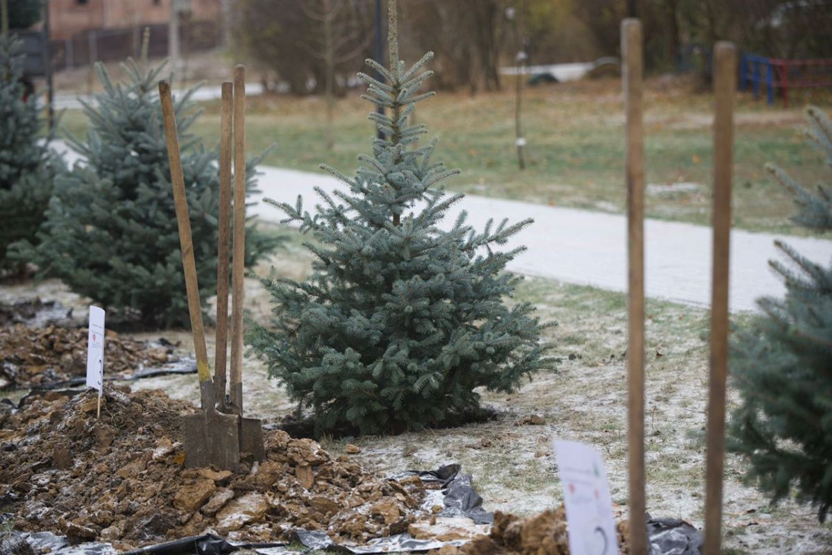 В Курске на улице Карла Маркса заменят погибшие саженцы елей
