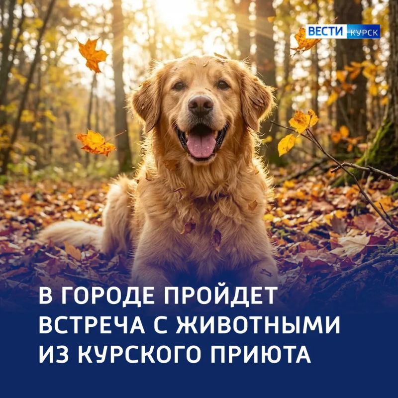 Четыре лапы — в руки: куряне смогут встретиться с собаками из приюта