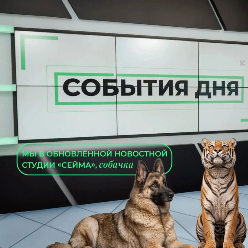 Те самые тигр и собачка заглянули в нашу студию! Посмотрели, что изменилось после перезапуска «Сейма» и познакомились с ведущими