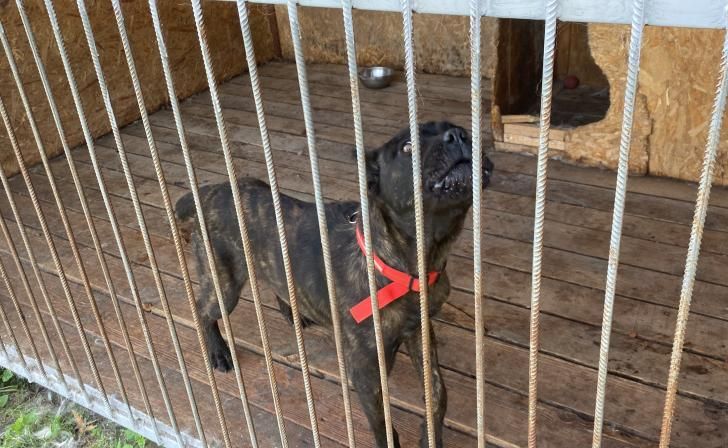 Хинштейн напомнил мэру Курска об обещании встретиться с зоозащитниками