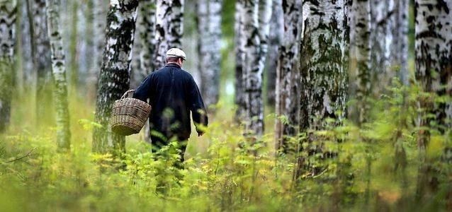 Памятка для грибников: как вернуться из леса с корзиной грибов — и без приключений!