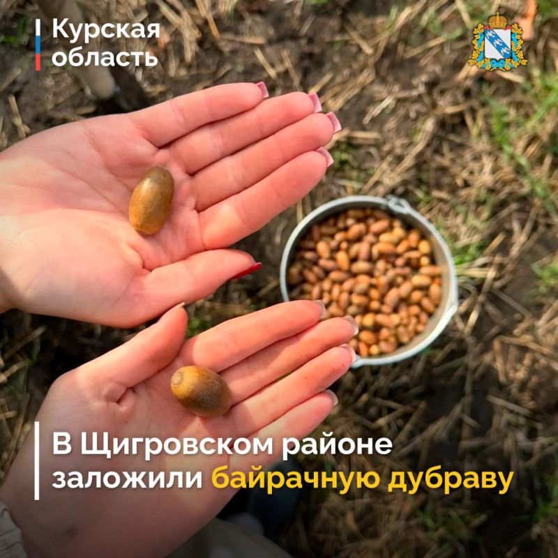 На территории Щигровского района студенты и преподаватели кафедры биологии и экологии КГУ, а также сотрудники отдела по Щигровскому лесничеству высеяли более 200 кг желудей дуба черешчатого на площади 4 га