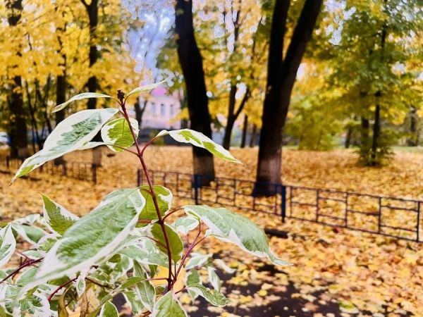 Курская область попала в зону фронтальных волн с дождями