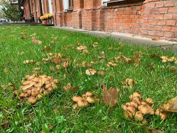 В центре Курска появилась грибная поляна