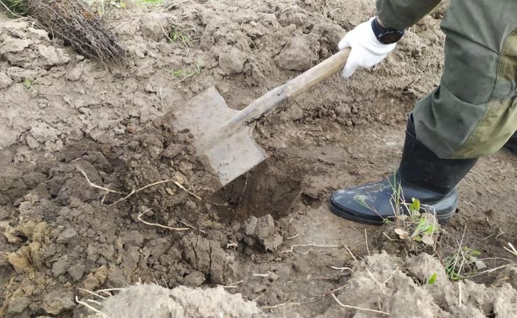 В Щигровском районе посадили более 200 кг желудей