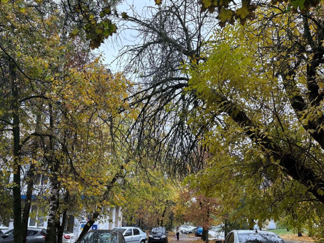 Небольшие дожди и до +16° ожидается в Курской области 23 октября