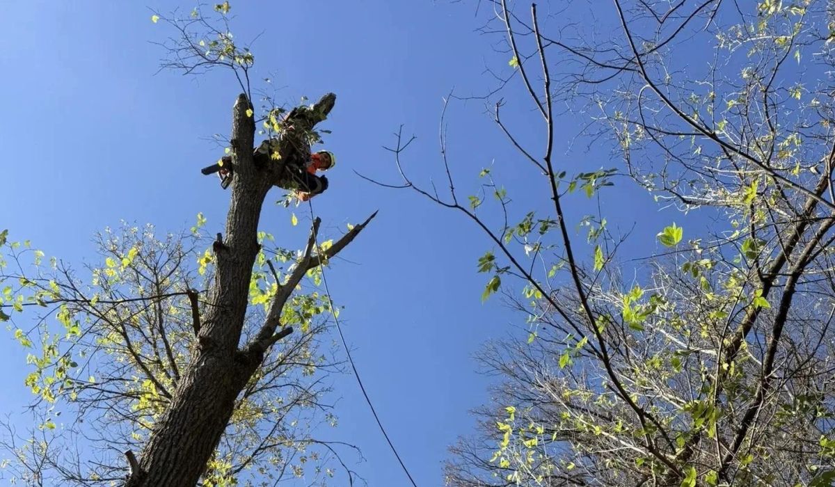 В Курске на Нижней Набережной спасатели убрали 12 аварийных деревьев