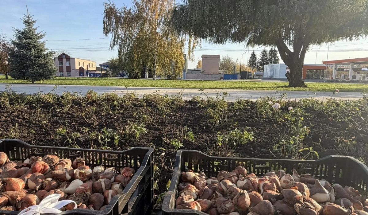 В Курском парке «Патриот» высадили около 8 тысяч тюльпанов