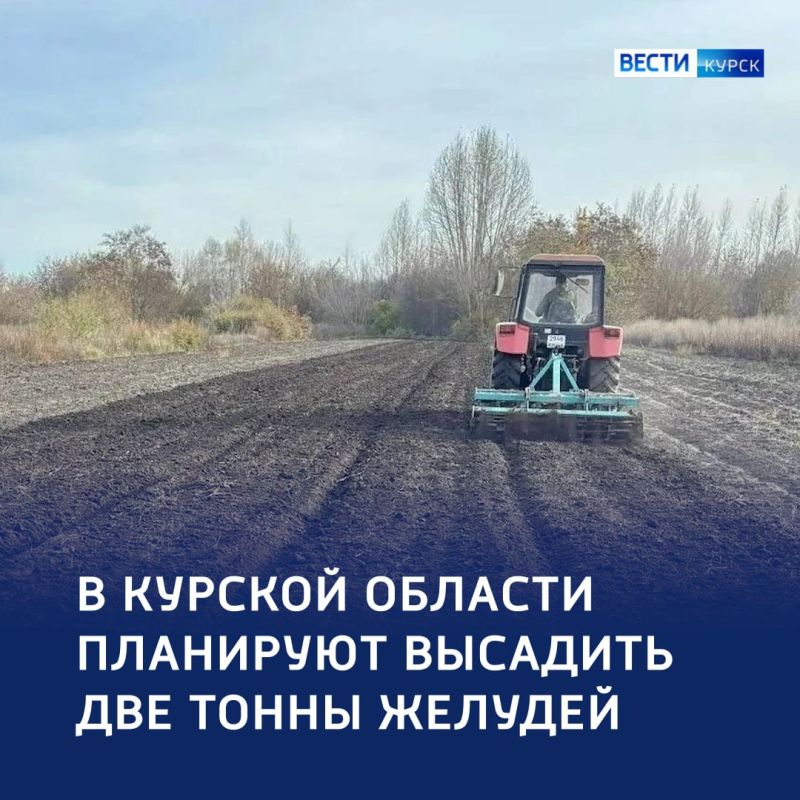Будущие дубравы: в Курской области посадят две тонны желудей